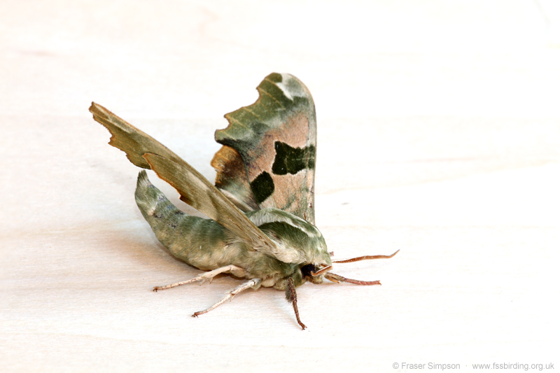 Lime Hawk-moth (Mimas tiliae)  Fraser Simpson