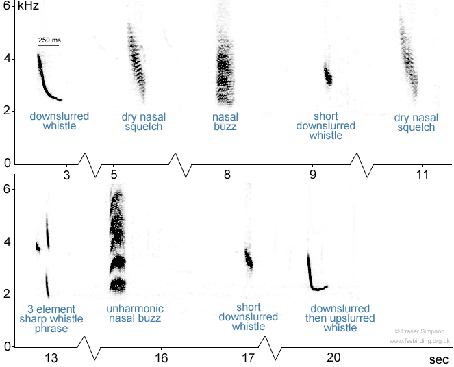 Spectrogram of Linnet vocalisations � Fraser Simpson