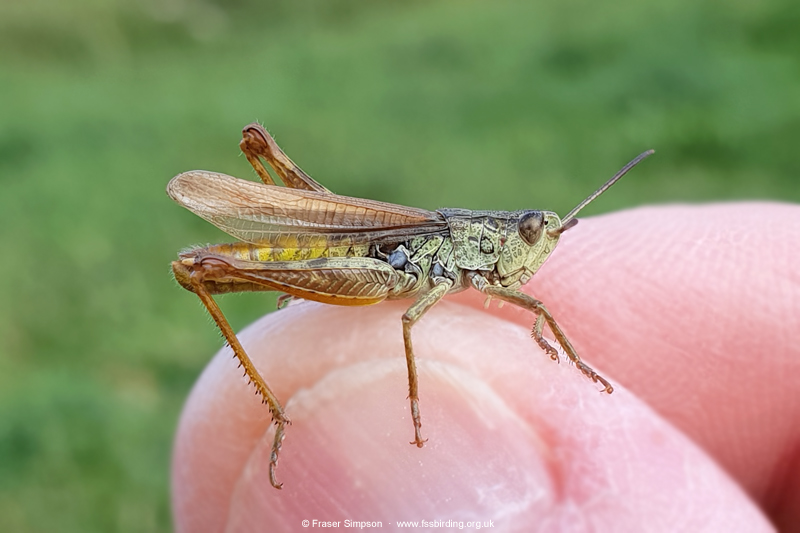Locomotive Grasshopper (Chorthippus apricarius)  Fraser Simpson