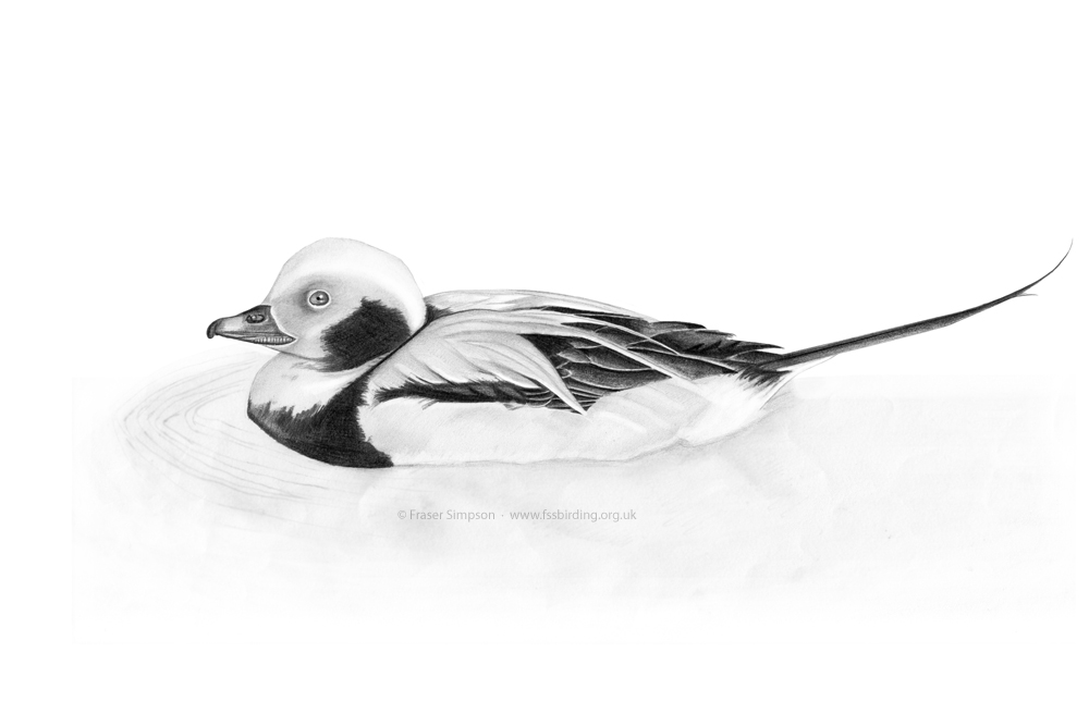 Long-tailed Duck drawing � Fraser Simpson