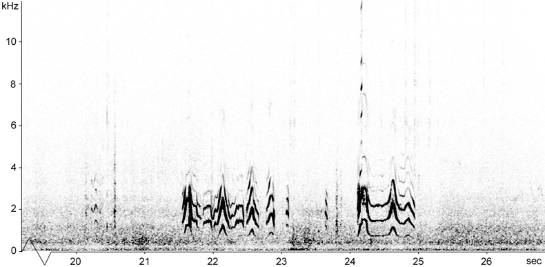 Sonogram of Long-tailed Skua calls and song