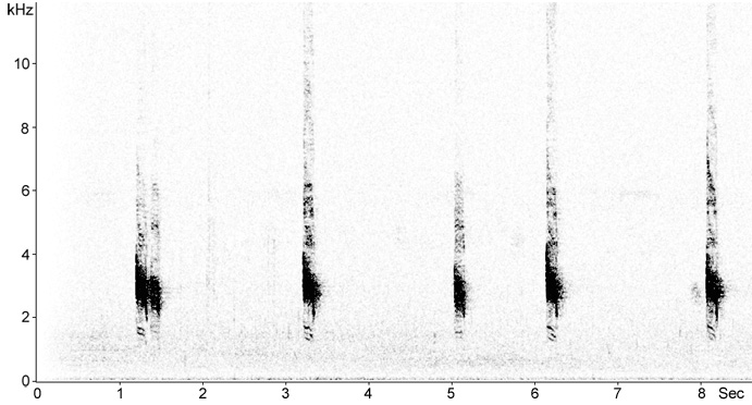 Sonogram of Long-tailed Triller callls