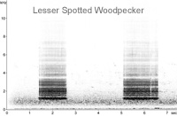 Lesser Spotted Woodpecker sonogram � Fraser Simpson www.fssbirding.org.uk