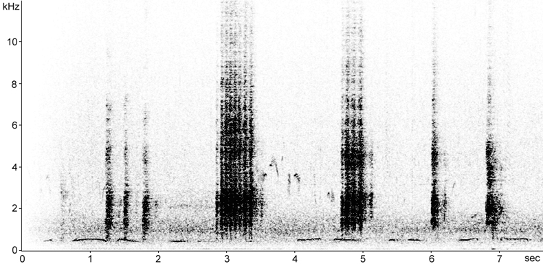 Sonogram of Black-billed Magpie vocalisations