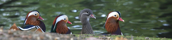 Mandarin Ducks, Grovelands Park, London �2005 Fraser Simpson