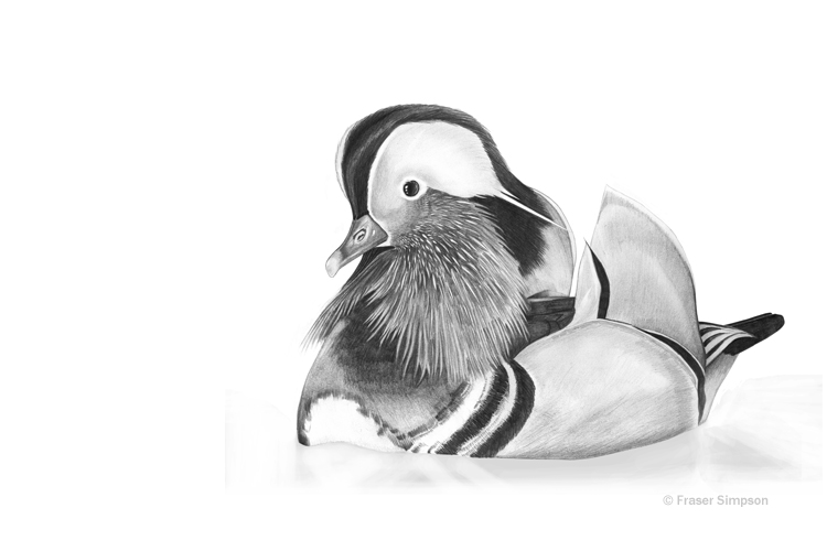 Mandarin Duck drawing © Fraser Simpson