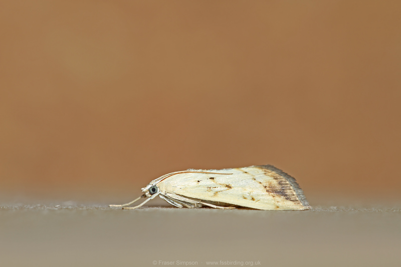 Marbled Yellow Pearl (Evergestis extimalis)  Fraser Simpson