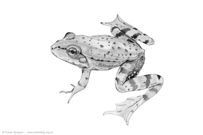 Marsh Frog drawing � Fraser Simpson