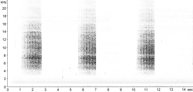 Sonogram of Meadow Grasshopper stridulation [meadowgrasshopper115130ecut]