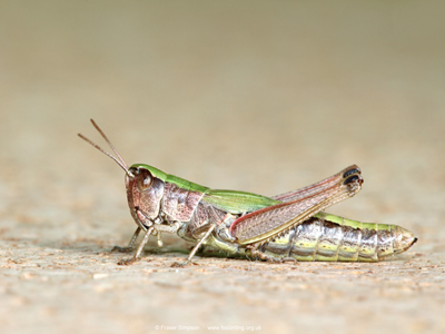 Meadow Grasshopper (Chorthippus parallelus) - female � Fraser Simpson