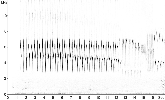 Sonogram of Meadow Pipit song