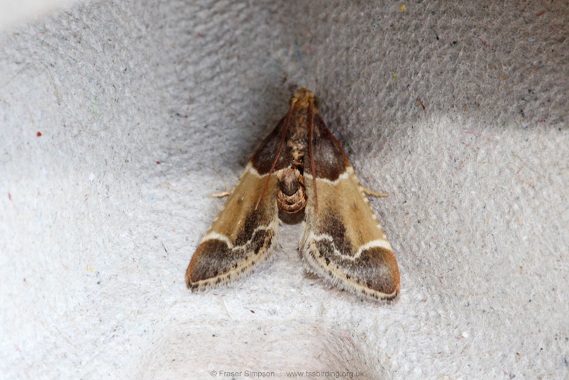 Meal Moth (Pyralis farinalis)  Fraser Simpson