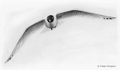 Mediterranean Gull drawing © Fraser Simpson