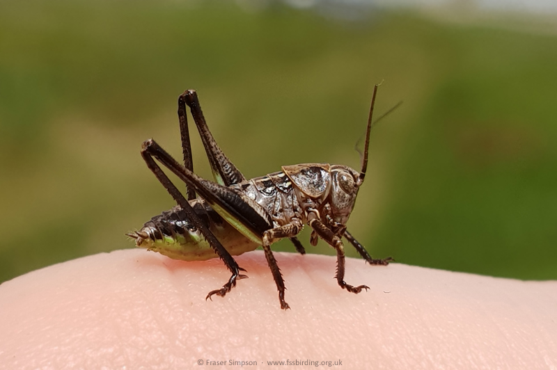 Mediterranea Wart-biter/White-faced Bush-cricket (Decticus albifrons) nymph 2025 © Fraser Simpson