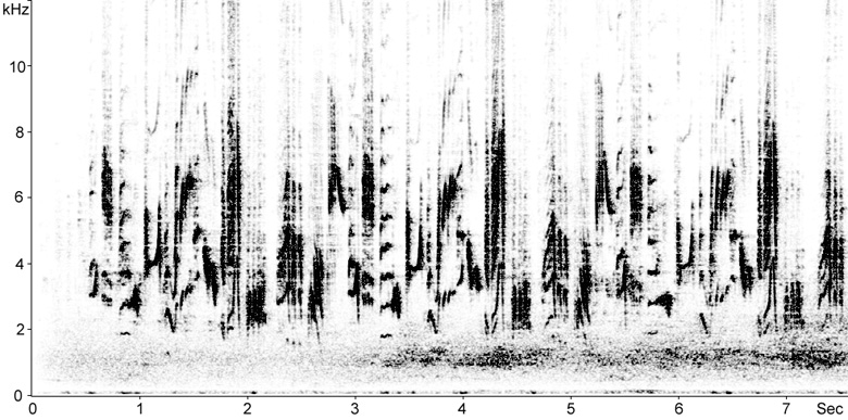 Sonogram of Melodious Warbler song