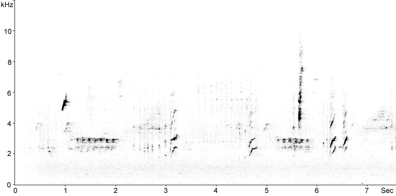 Sonogram of Melodious Warbler calls