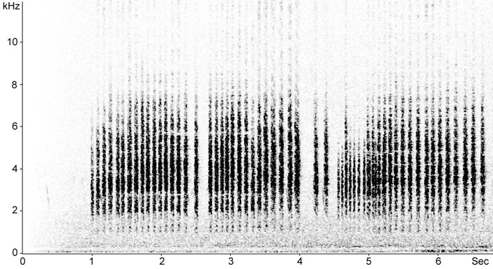 Sonogram of Melodious Warbler calls