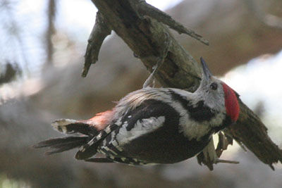 Middle Spotted Woodpecker, Dadia Forest  2005  F. S. Simpson