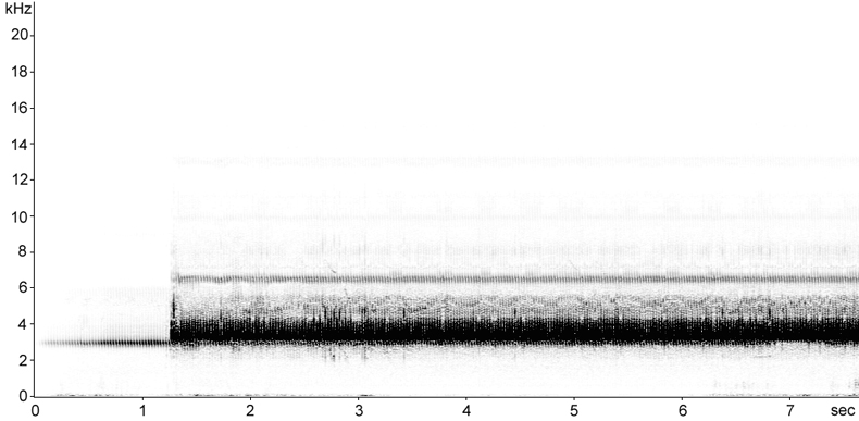 Sonogram of Mole Cricket stridulation
