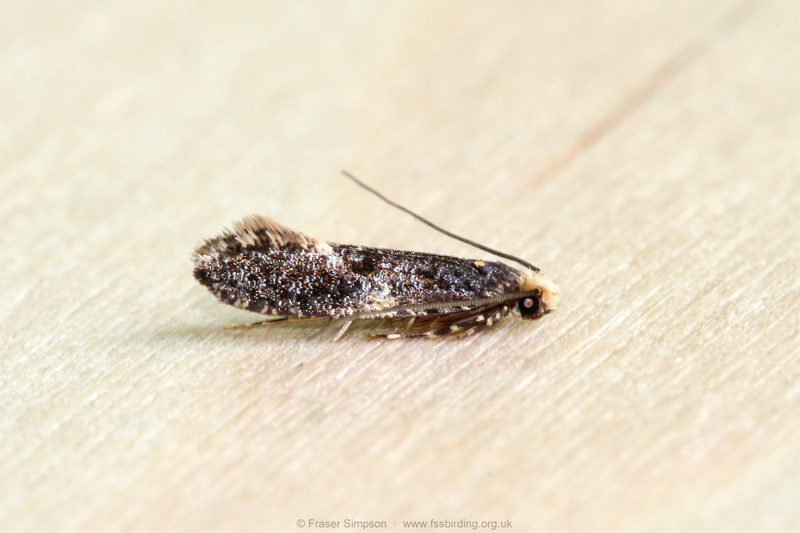 Skin Moth (Monopis laevigella)  Fraser Simpson