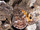Grayling butterfly