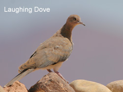 Laughing Dove  2007 Fraser Simpson