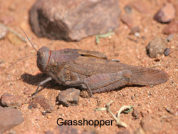 'Massive Grasshopper'  2007 Fraser Simpson