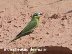 Blue-cheeked Bee-eater  2007 Fraser Simpson