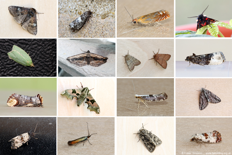 Selection of moths from the light trap, Purfleet-on-Thames, 10-13 June 2023 � Fraser Simpson