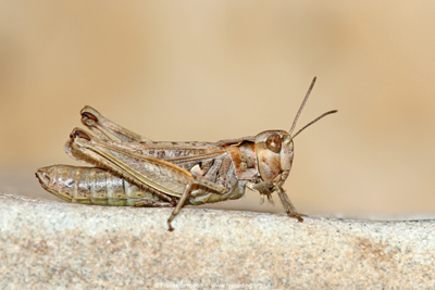 female Mottled Grasshopper (Myrmeleotettix maculatus), Brodick Bay, Isle of Arran � Fraser Simpson