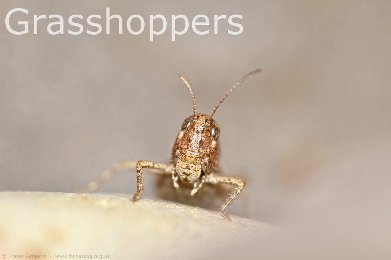 Mottled Grasshopper © Fraser Simpson 