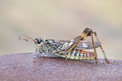 male Mottled Grasshopper, Irvine � Fraser Simpson