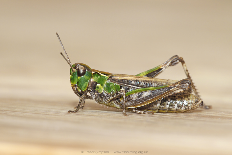 Mottled Grasshopper (Myrmeleotettix maculatus)  Fraser Simpson