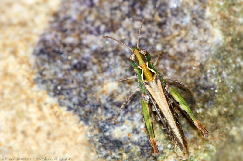 Mottled Grasshopper (Myrmeleotettix maculatus)  Fraser Simpson