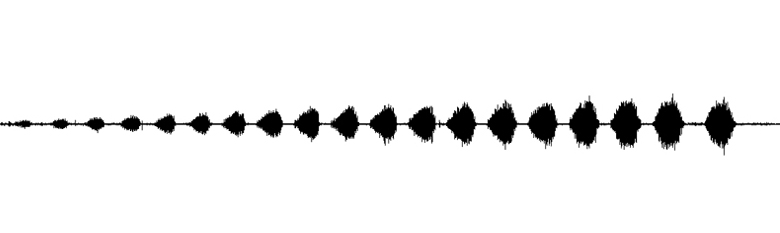 Oscillogram of Mottled Grasshopper (Myrmeleotettix maculatus) calling song © Fraser Simpson