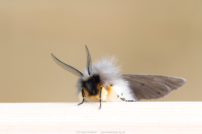Muslin Moth (Diaphora mendica) © Fraser Simpson