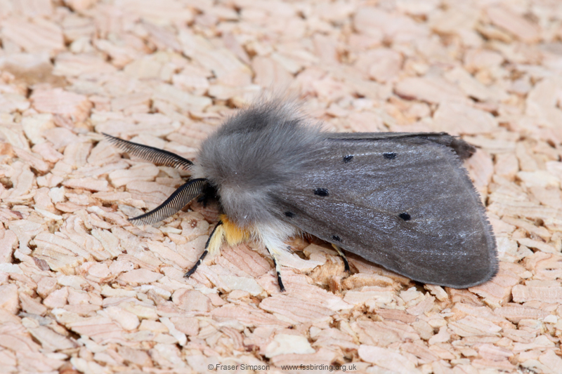 Muslin Moth (Diaphora mendica) © Fraser Simpson