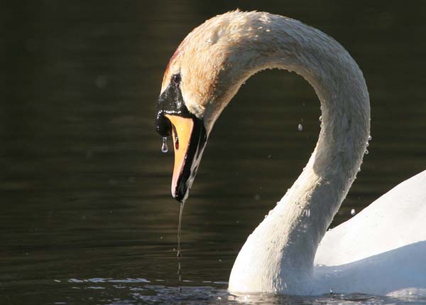 Mute Swan at Coodham Lake © 2005  F. S. Simpson