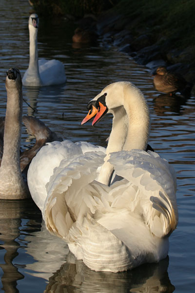 Mute Swan ©2005 Fraser Simpson