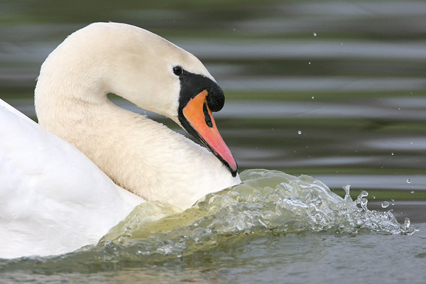 Mute Swan ©2006 Fraser Simpson