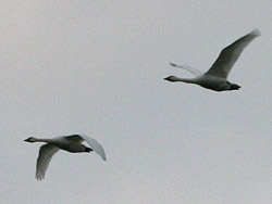 Bewick's Swans (Cygnus columbianus)