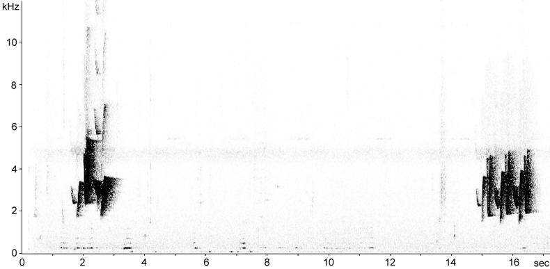 Sonogram of New Caledonian Whistler song
