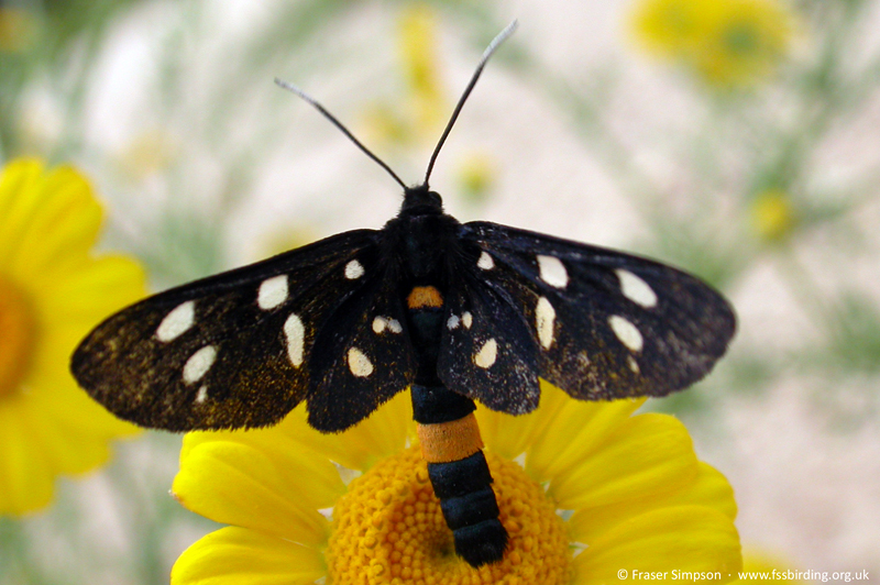 Nine-spotted Burnet (Amata phegea), Greece, June 2005 � Fraser Simpson