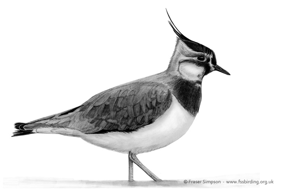 Northern Lapwing drawing © Fraser Simpson