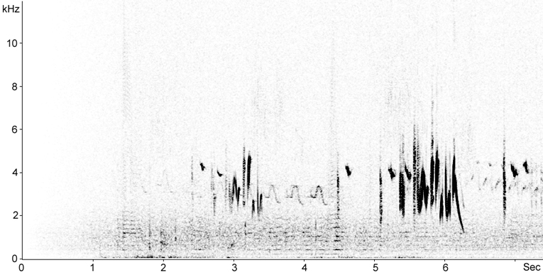 Sonogram of Northern Wheatear song