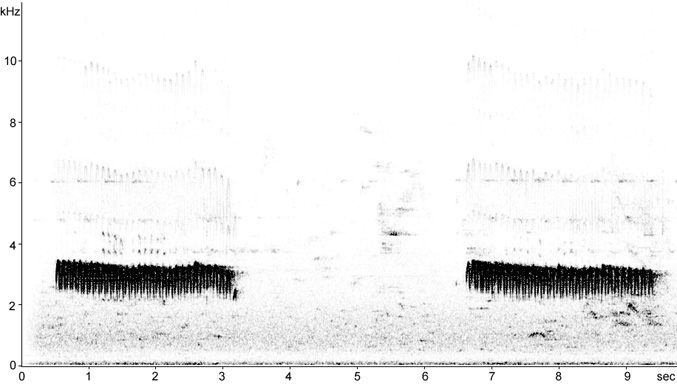 Sonogram of Nuthatch song
