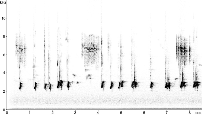 Sonogram of Nuthatch call