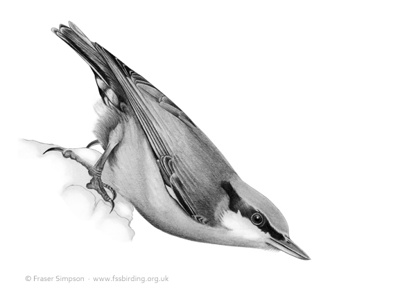 Nuthatch drawing © Fraser Simpson