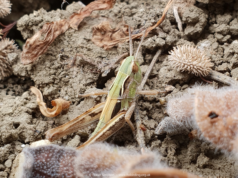 Orange-butted Grasshopper (Chorthippus apicalis), La Janda © Fraser Simpson