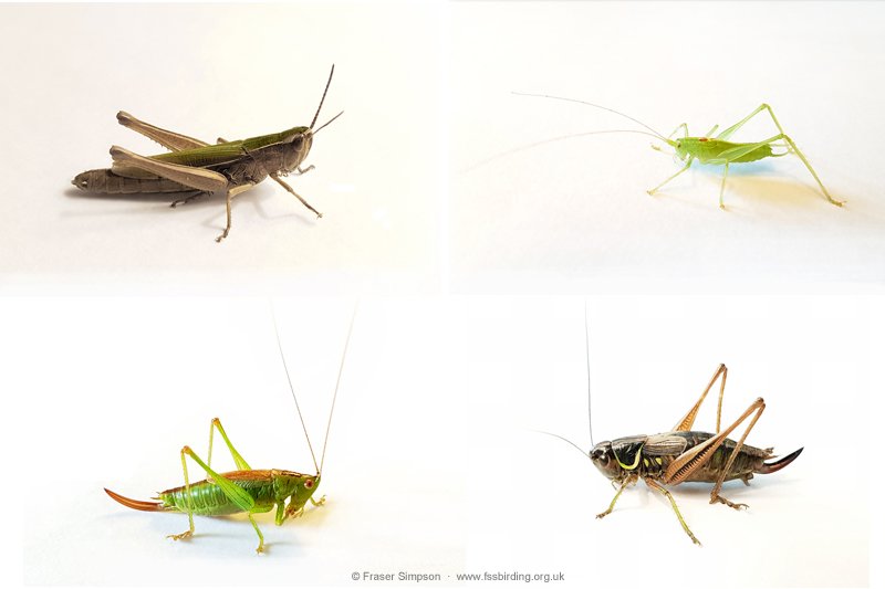 New sounds recordings of captive grasshoppers and crickets � Fraser Simpson